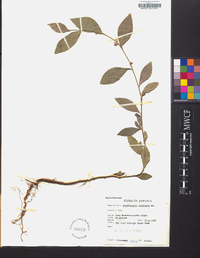 Argythamnia candicans image