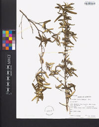 Croton linearis image