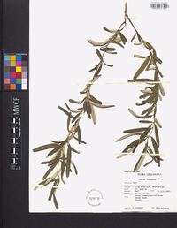 Croton linearis image