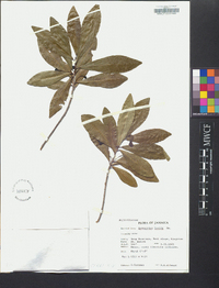 Gymnanthes lucida image