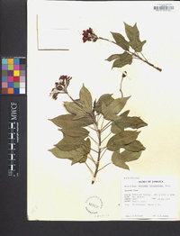 Jatropha integerrima image