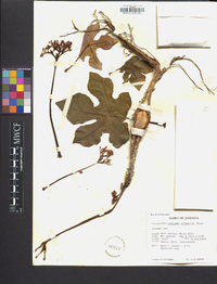 Jatropha podagrica image
