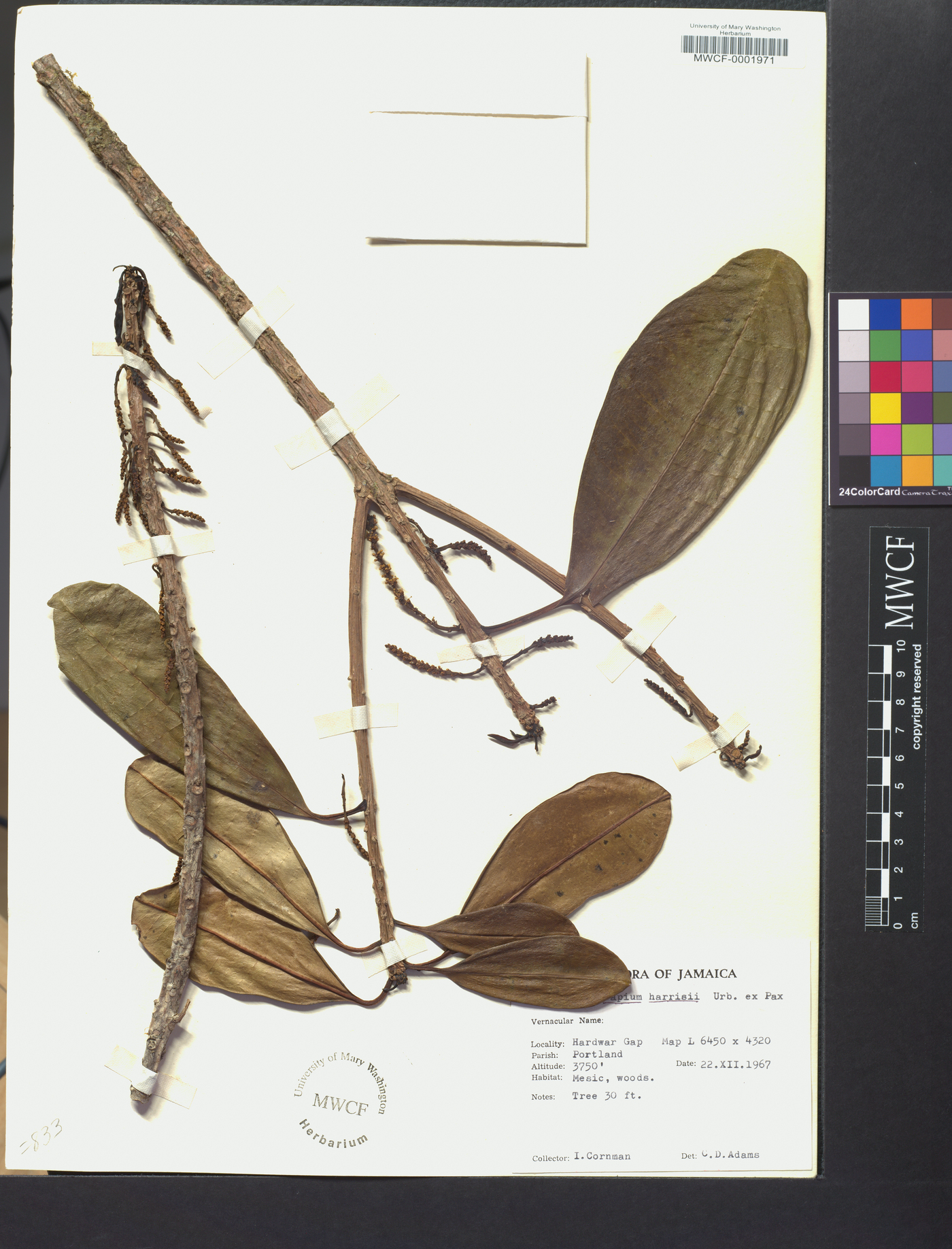 Sapium cuneatum image