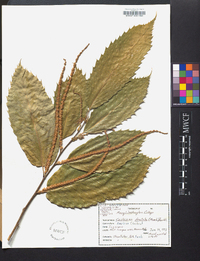 Castanea dentata image