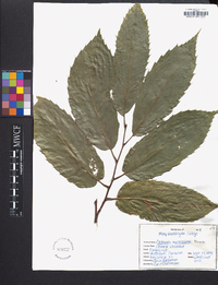 Castanea mollissima image