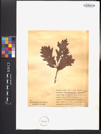 Quercus lyrata image