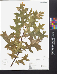 Quercus palustris image