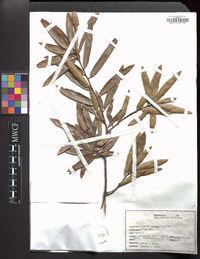 Quercus phellos image