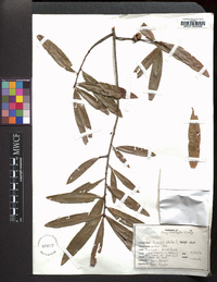 Quercus phellos image