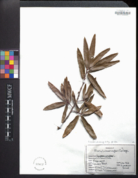 Quercus phellos image