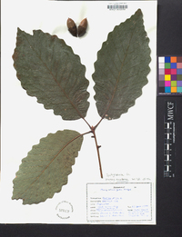 Quercus montana image