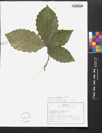 Quercus montana image