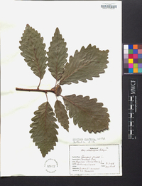 Quercus montana image