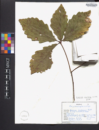 Quercus montana image