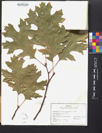 Quercus shumardii image