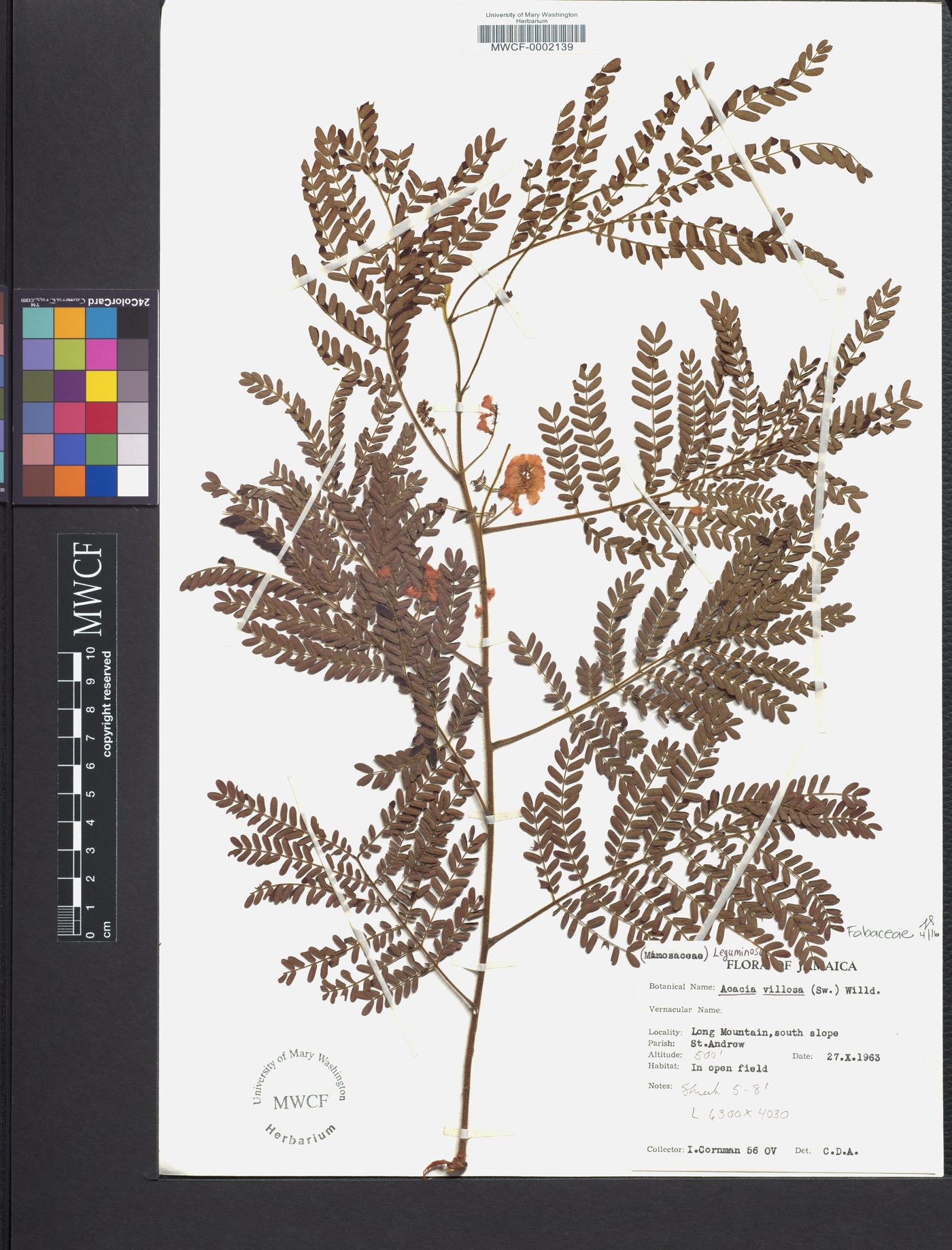 Acacia villosa image