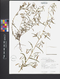 Aeschynomene americana image