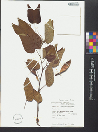 Bauhinia divaricata image