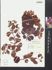 Bauhinia galpinii image