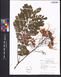 Caesalpinia pulcherrima image