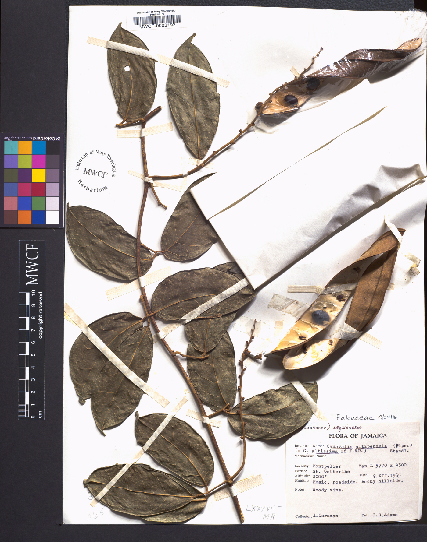 Canavalia altipendula image