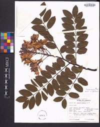 Cassia javanica image