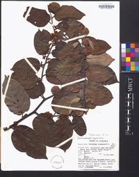 Dalbergia ecastaphyllum image