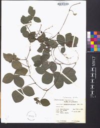 Desmodium axillare image