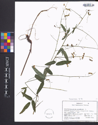 Desmodium canadense image