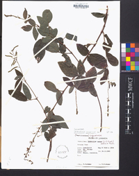 Desmodium incanum image