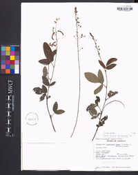 Desmodium incanum image