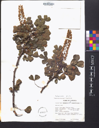 Haematoxylum campechianum image