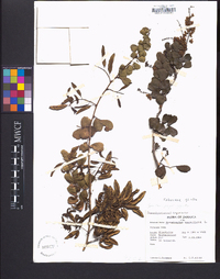 Haematoxylum campechianum image