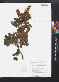 Haematoxylum campechianum image