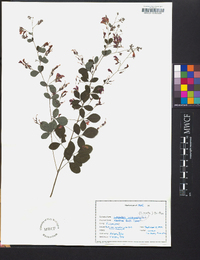 Lespedeza intermedia image