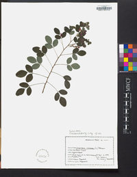 Lespedeza violacea image