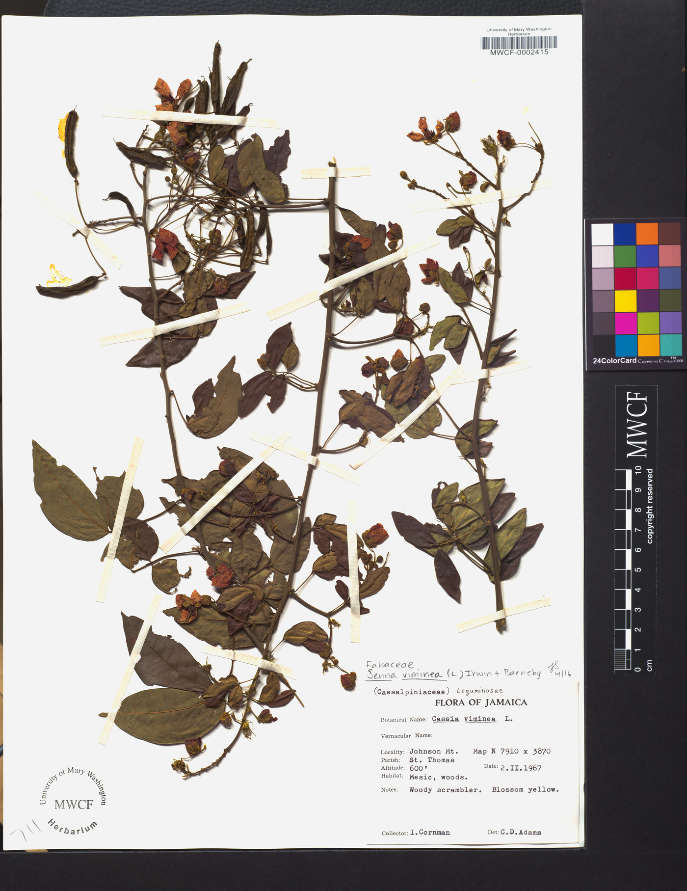 Senna viminea image