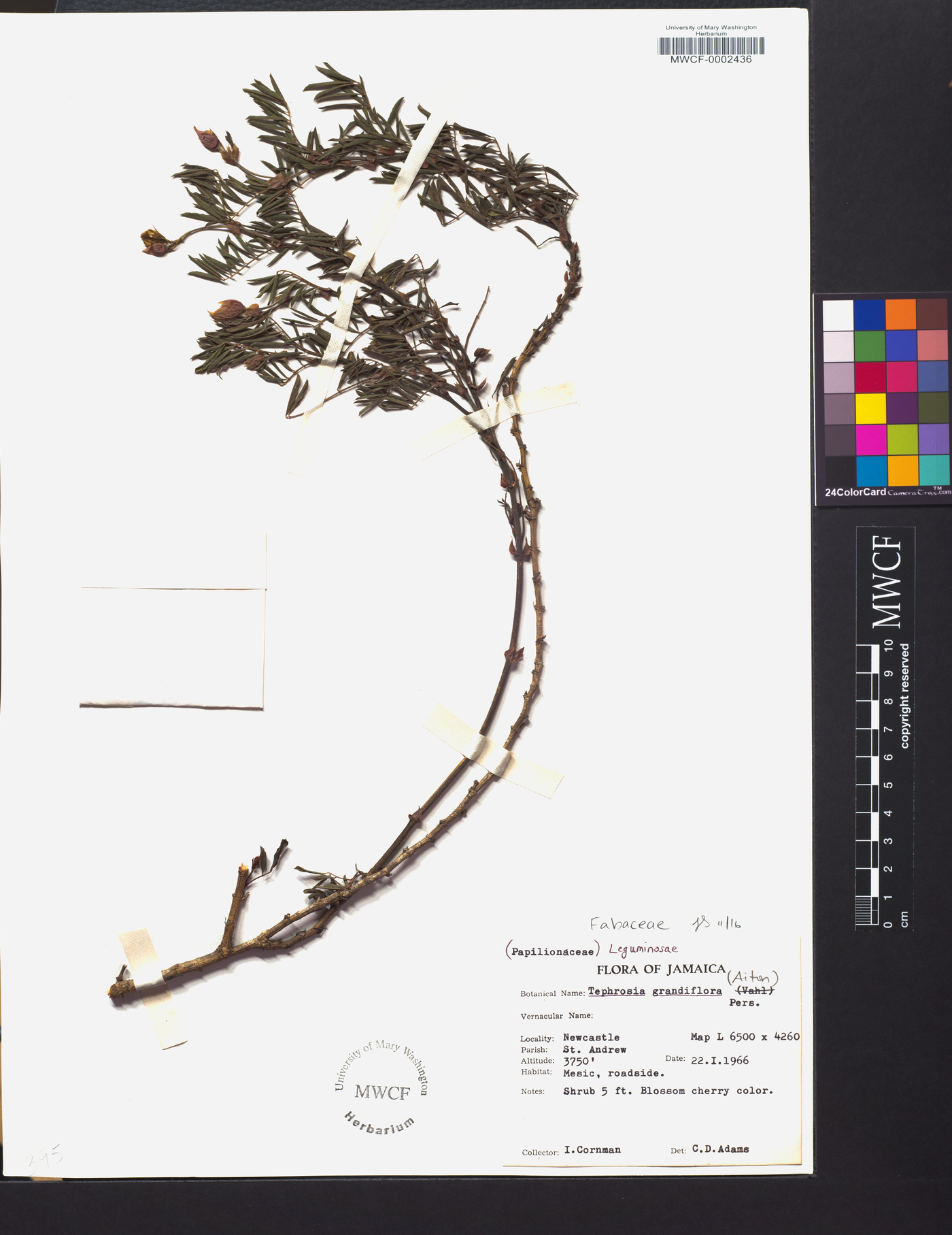 Tephrosia grandiflora image