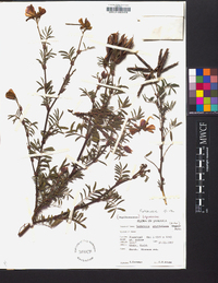 Tephrosia grandiflora image