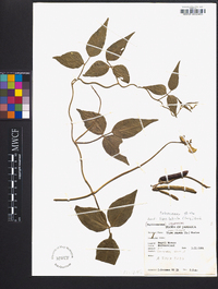 Vigna luteola image