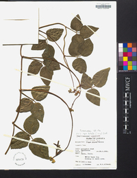 Vigna luteola image