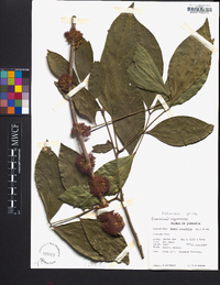 Zygia latifolia image