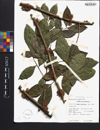 Zygia latifolia image