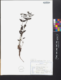 Centaurium umbellatum image