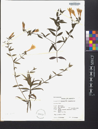 Lisianthius longifolius image