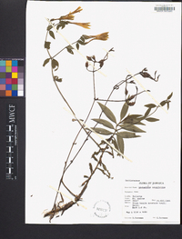 Lisianthius longifolius image