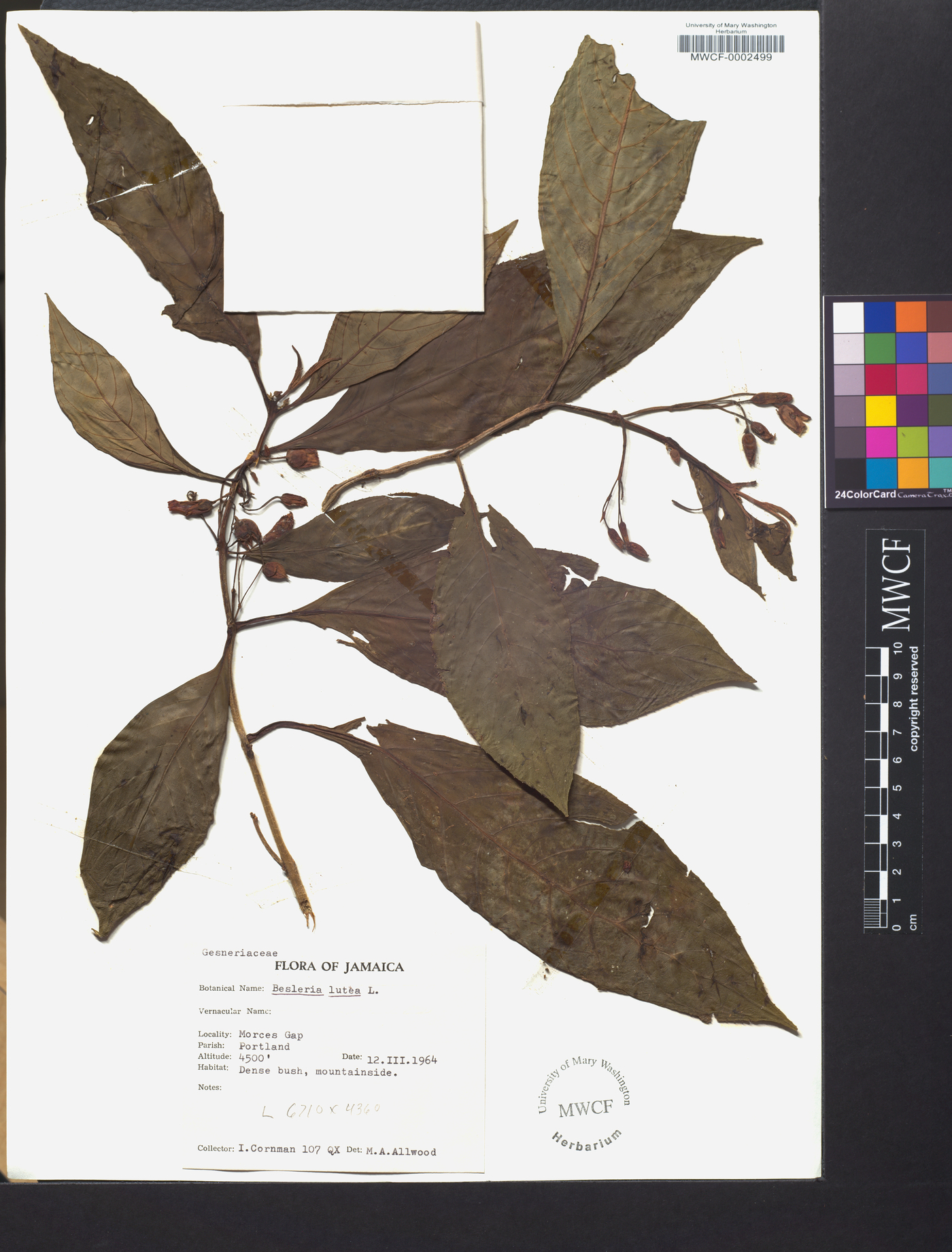 Besleria lutea image