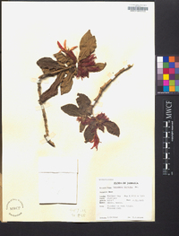 Columnea hirsuta image