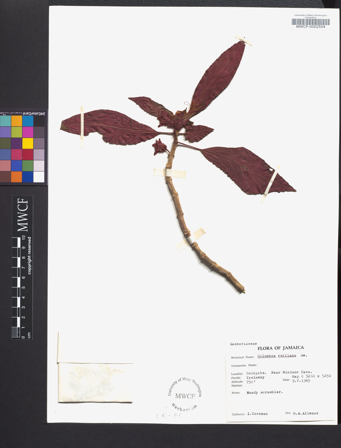 Columnea rutilans image