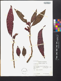 Columnea rutilans image